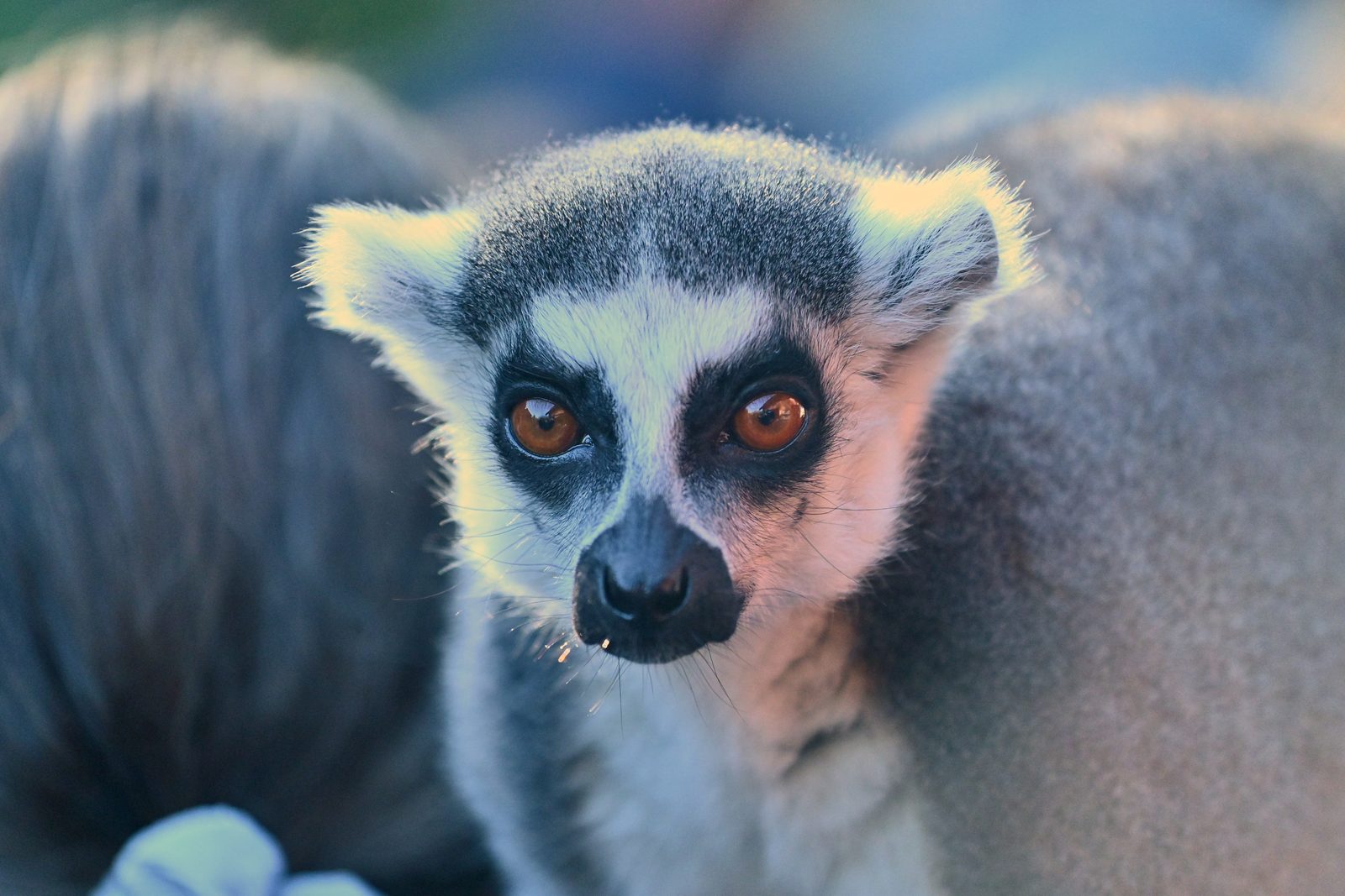 Pairi Daiza
