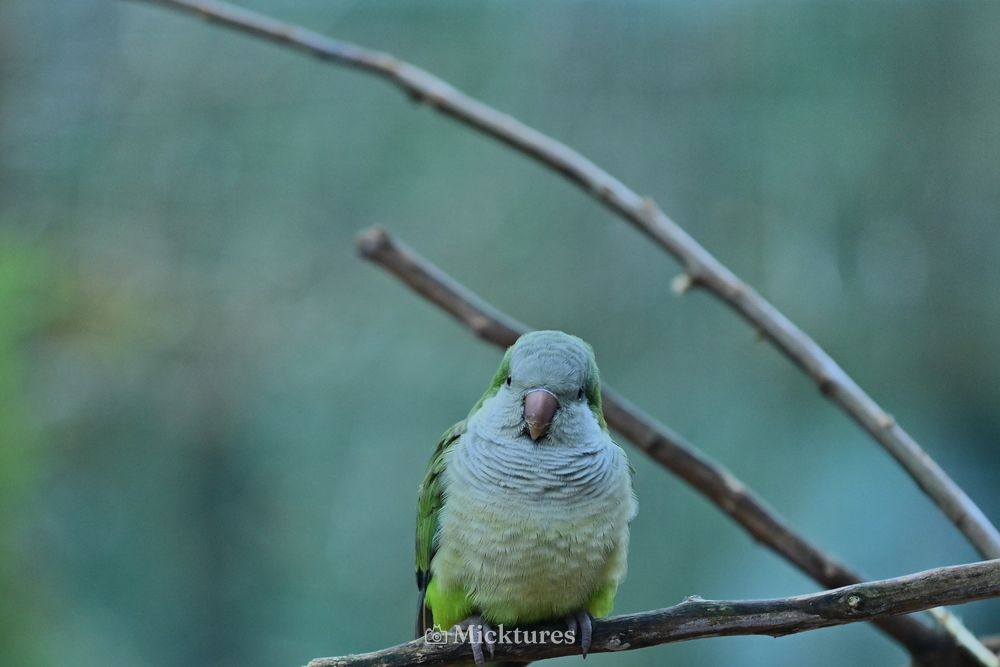 Dierentuin Amersfoort 2, photo 2