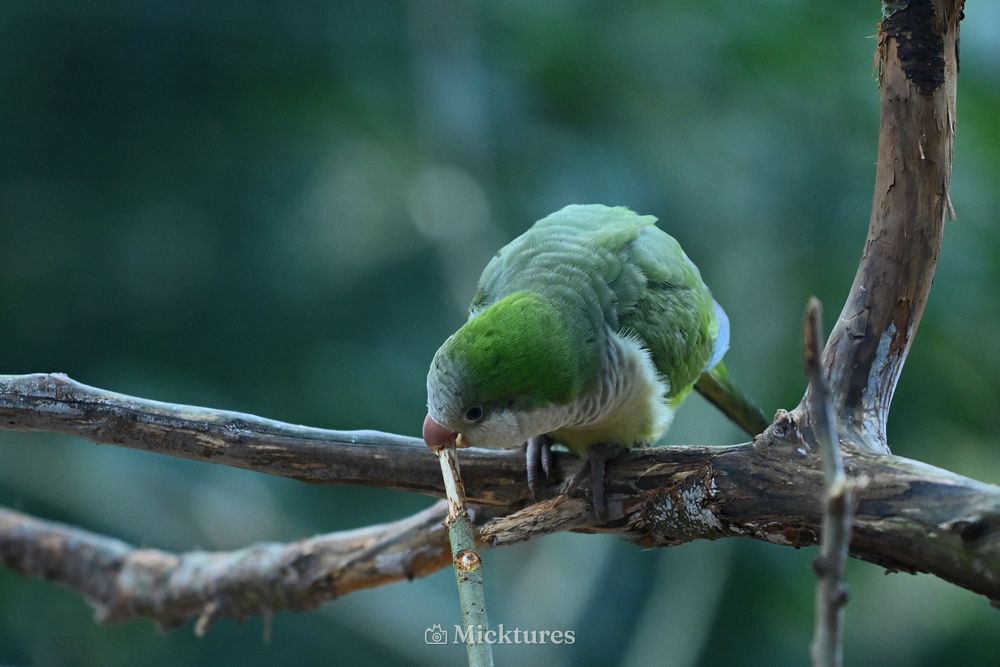 Dierentuin Amersfoort 2, photo 3