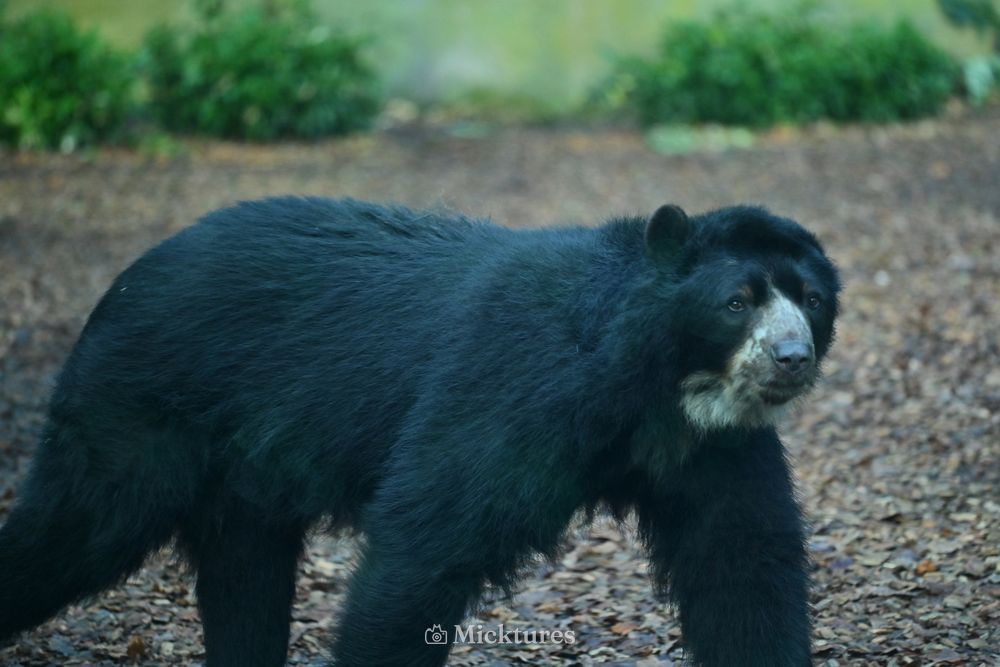 Dierentuin Amersfoort 2, photo 7