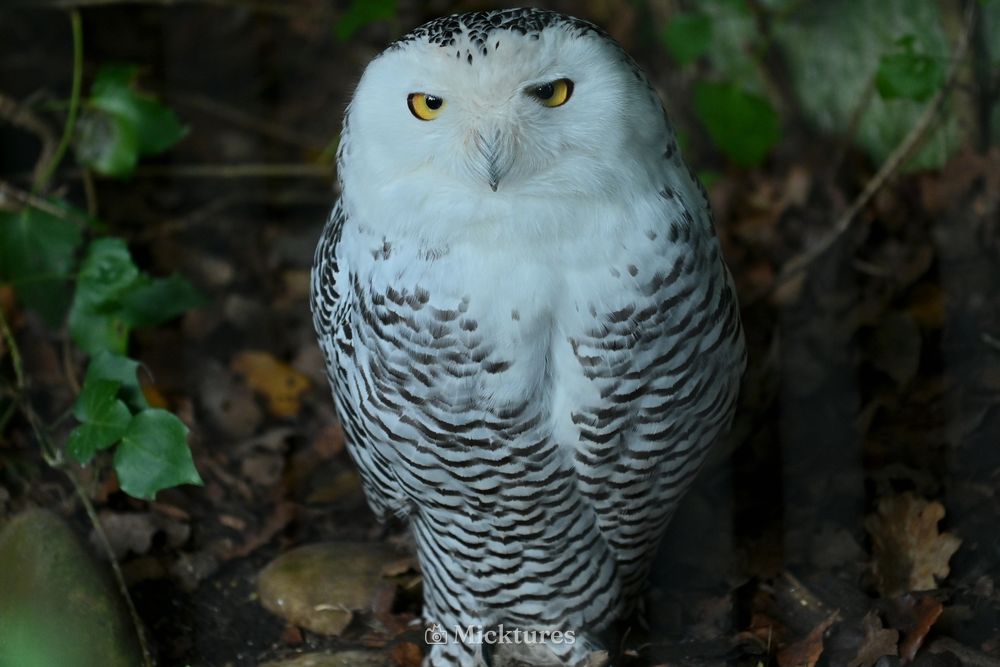 Dierentuin Amersfoort 2, photo 8