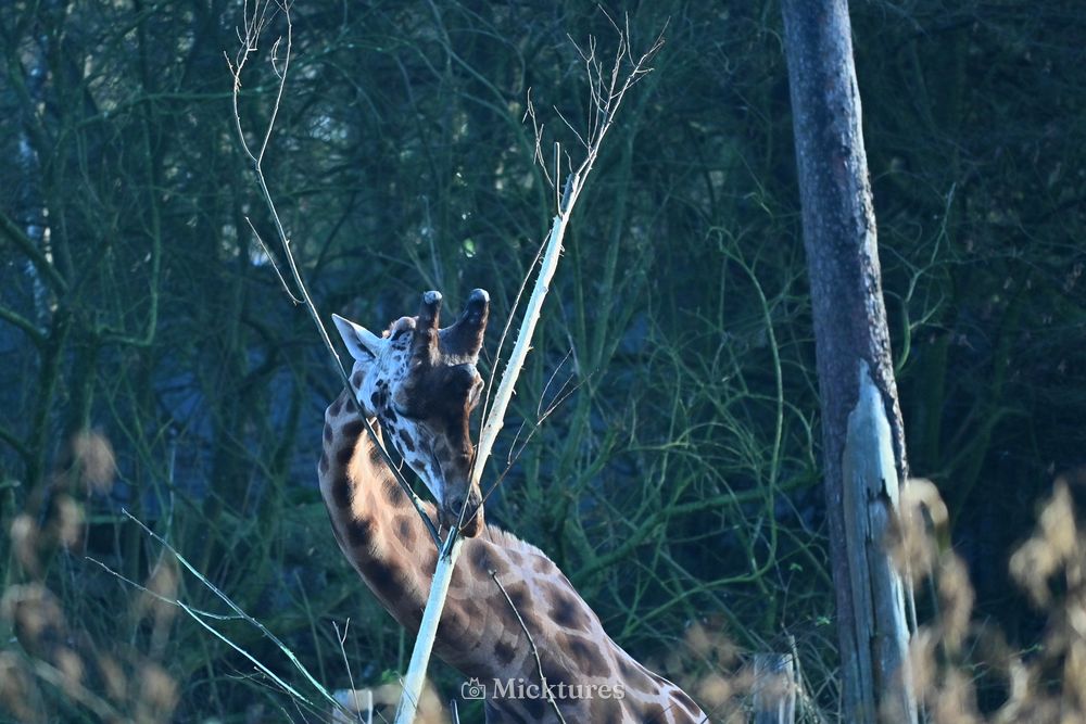 Dierentuin Amersfoort 2, photo 10