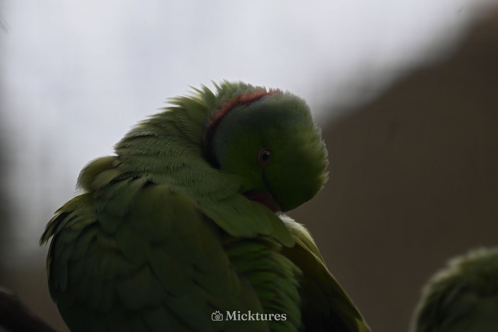 Dierentuin Amersfoort, photo 2