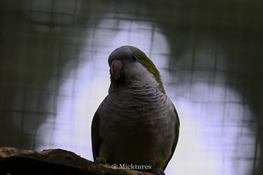 Dierentuin Amersfoort, photo 3