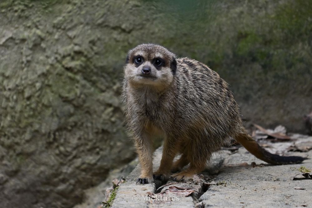 Dierentuin Amersfoort, photo 6