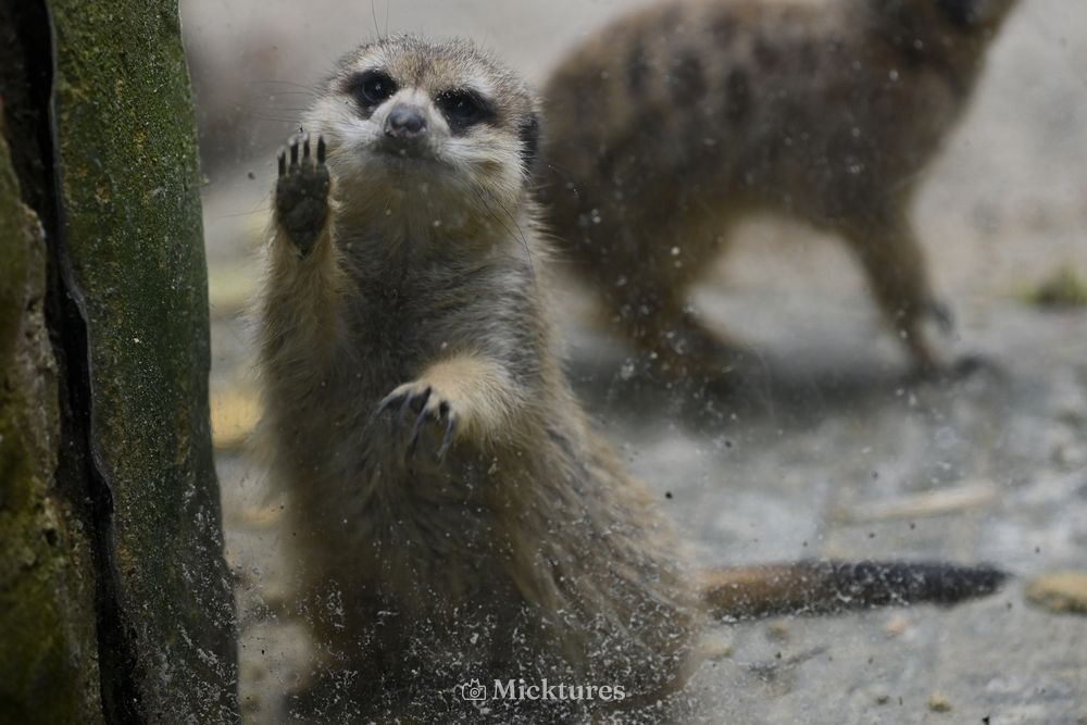 Dierentuin Amersfoort, photo 7