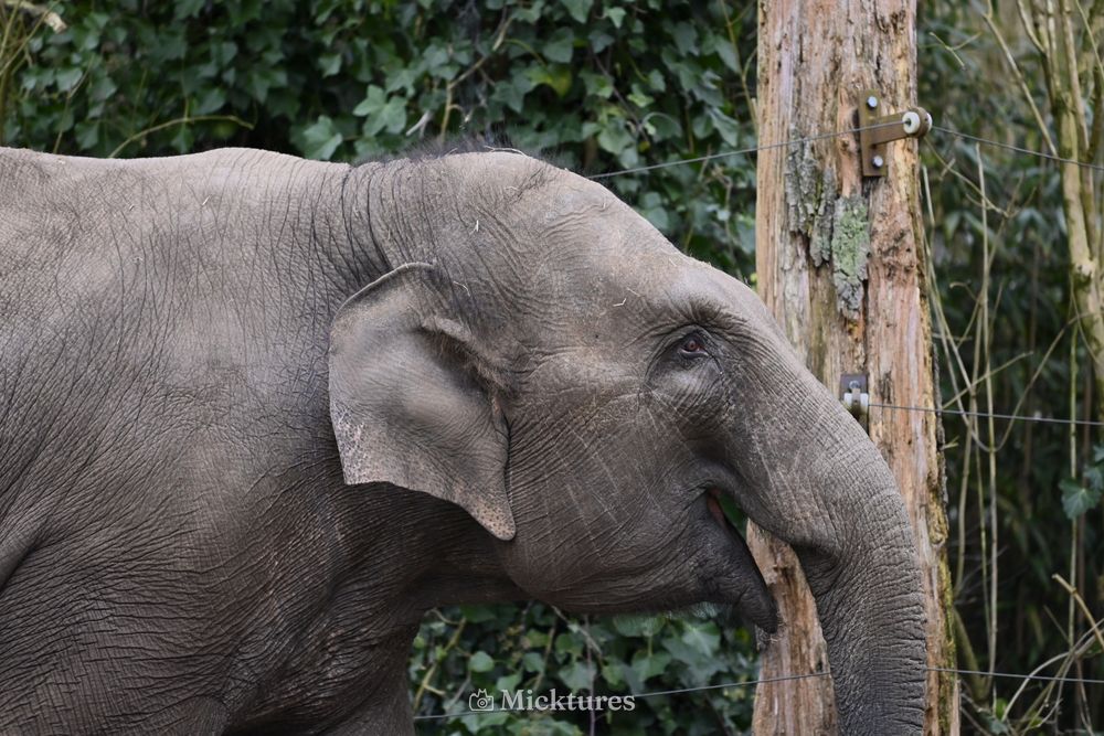 Dierentuin Amersfoort, photo 8