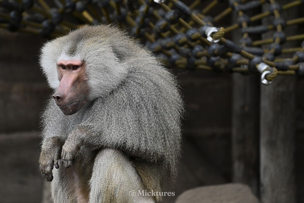 Dierentuin Amersfoort, photo 10