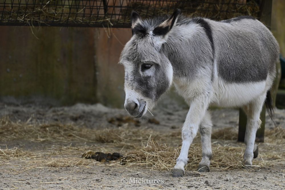 Dierentuin Amersfoort, photo 11