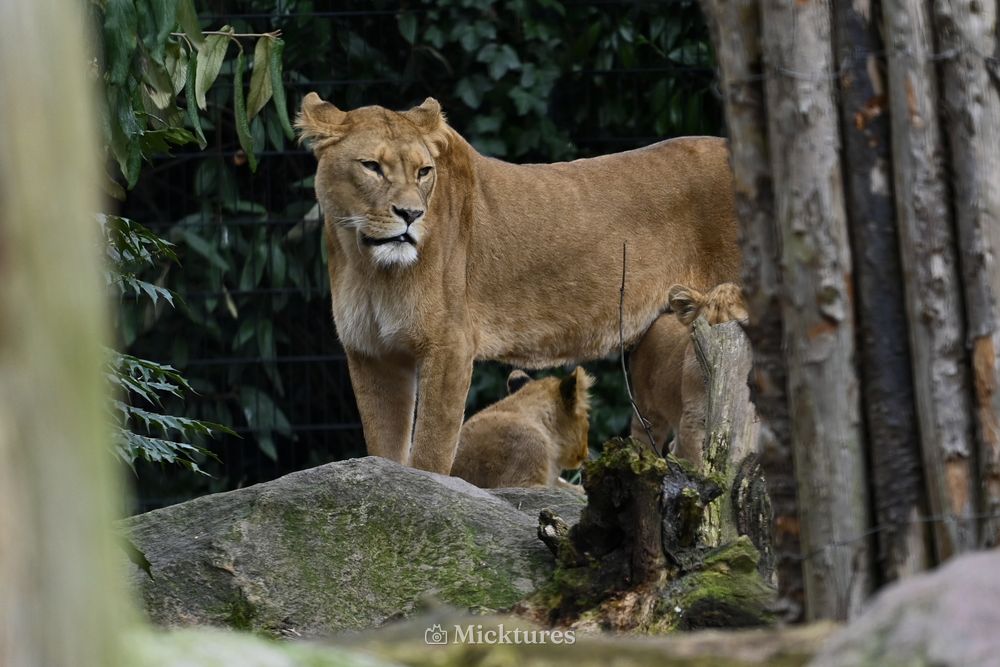 Dierentuin Amersfoort, photo 12