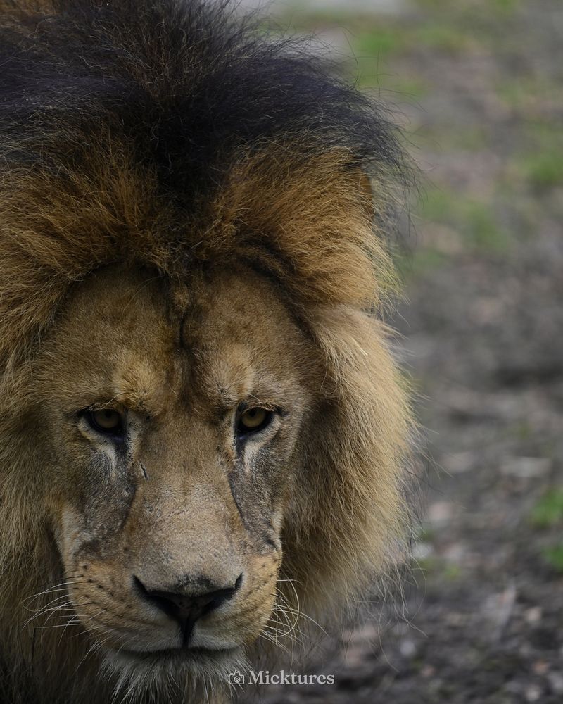Dierentuin Amersfoort, photo 13