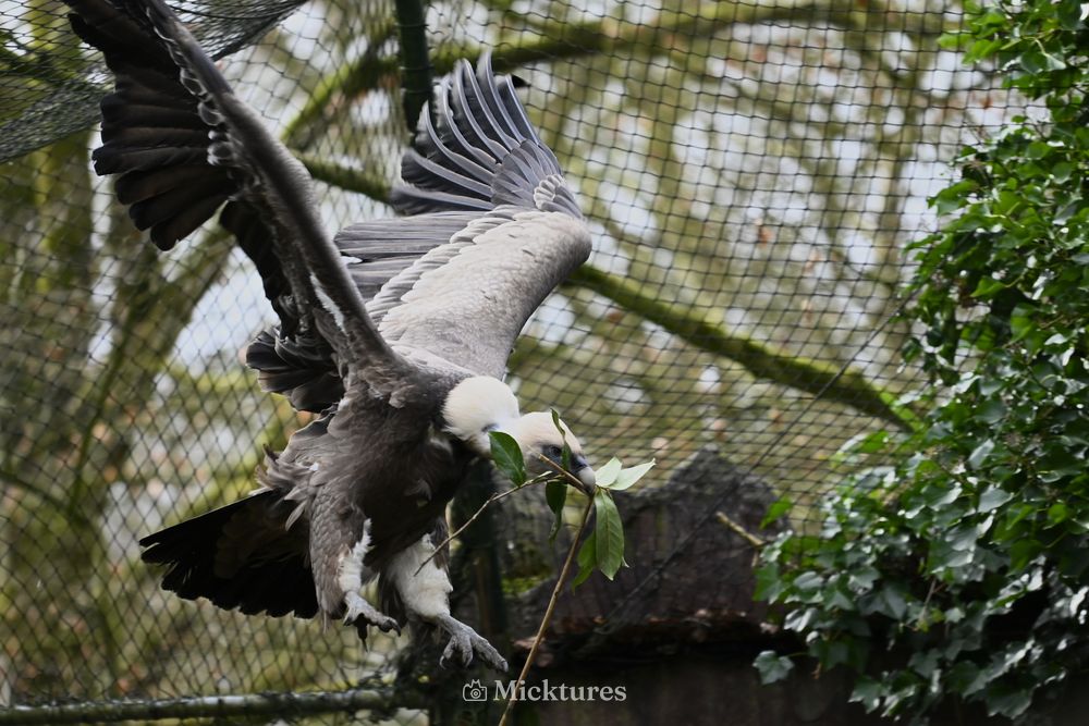 Dierentuin Amersfoort, photo 14