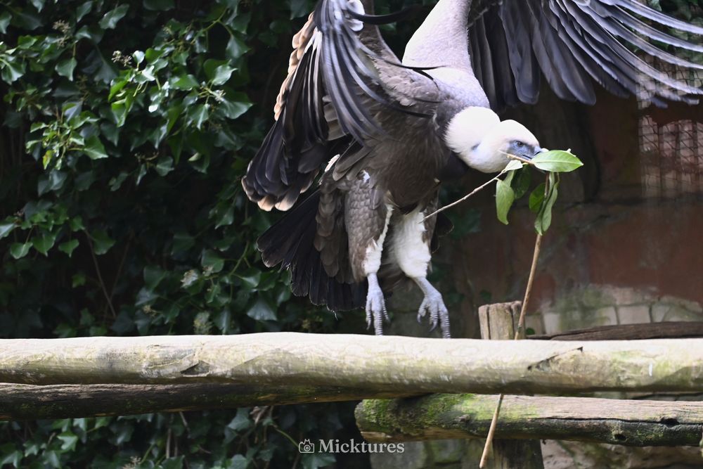 Dierentuin Amersfoort, photo 15