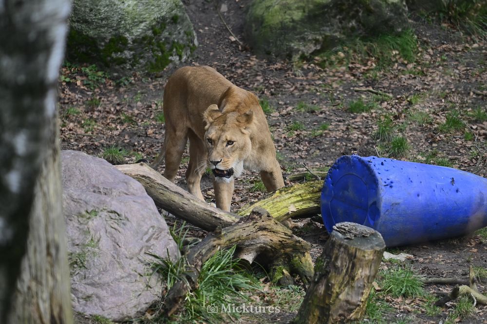 Dierentuin Amersfoort, photo 16