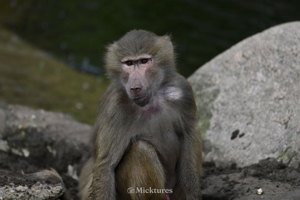 Dierentuin Amersfoort, photo 17