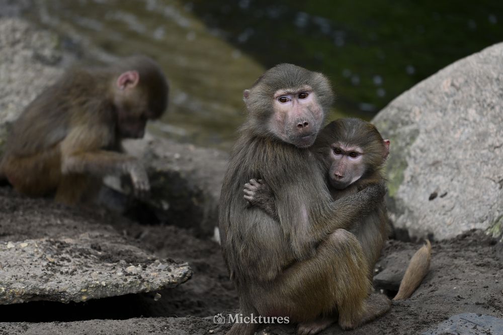 Dierentuin Amersfoort, photo 18