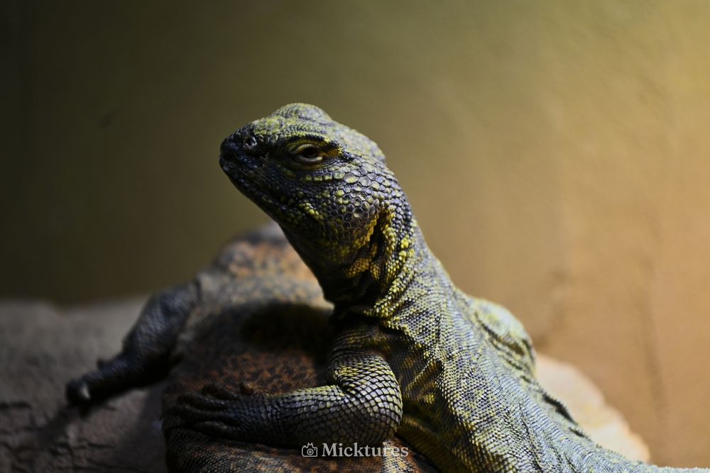 Dierentuin Amersfoort, photo 19