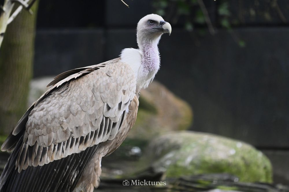 Dierentuin Amersfoort, photo 20