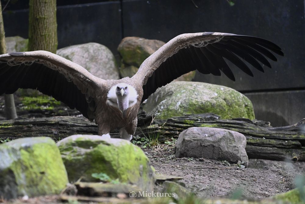 Dierentuin Amersfoort, photo 21