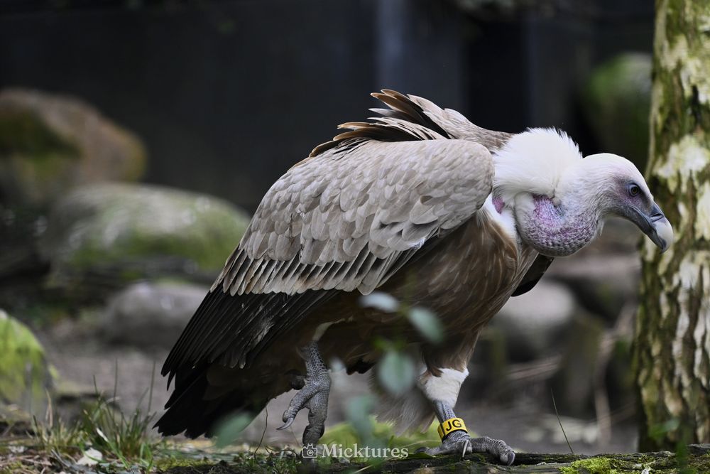 Dierentuin Amersfoort, photo 22