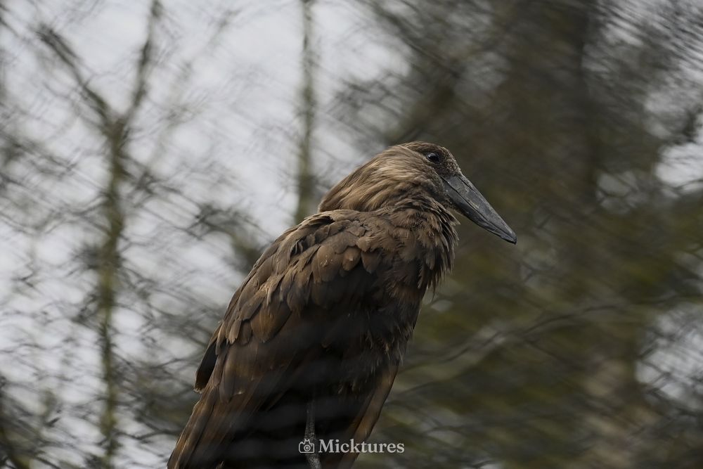 Dierentuin Amersfoort, photo 23