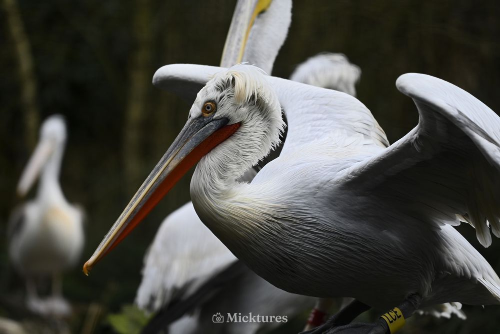 Dierentuin Amersfoort, photo 25