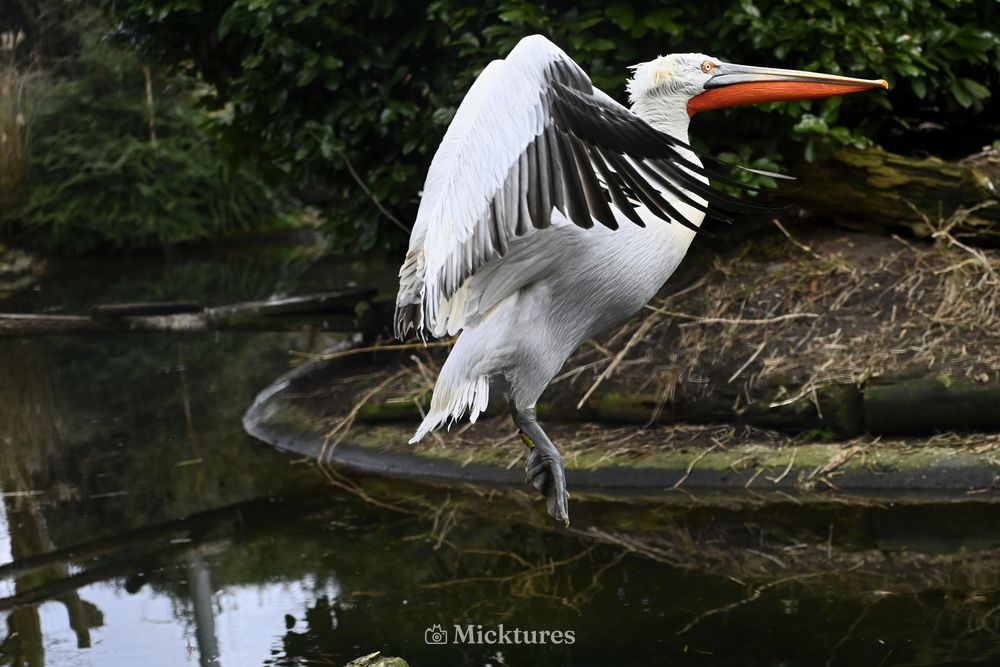 Dierentuin Amersfoort, photo 26