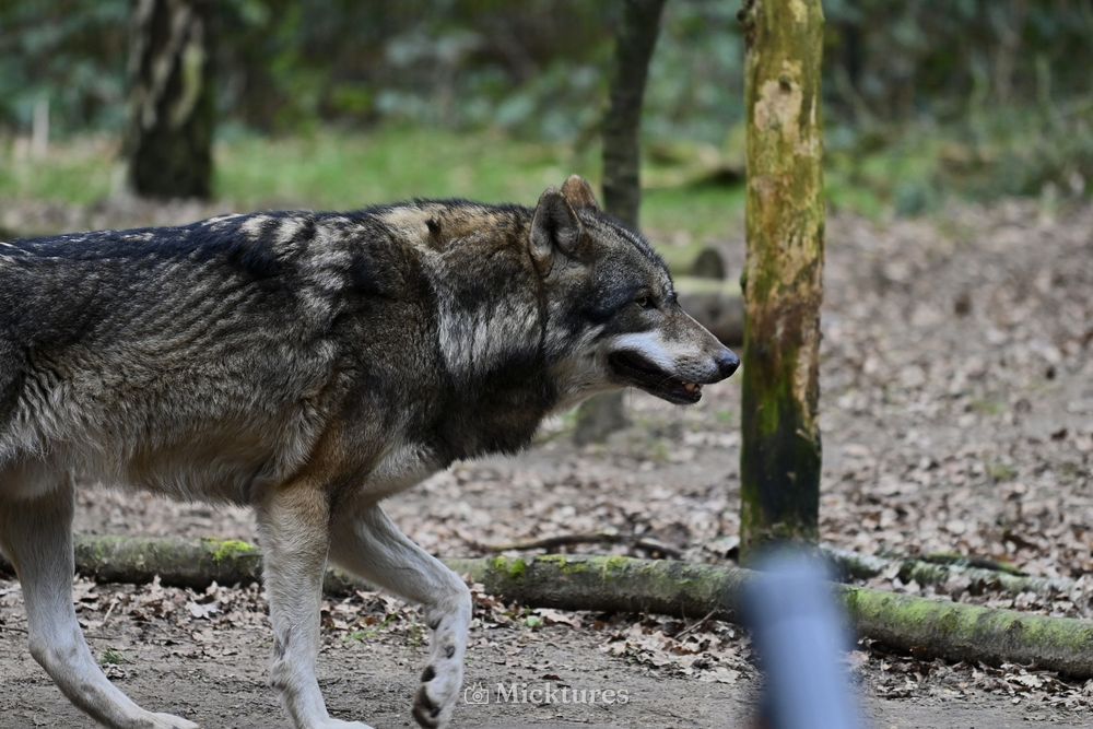 Dierentuin Amersfoort, photo 27