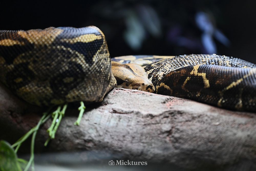 Dierentuin Amersfoort, photo 28
