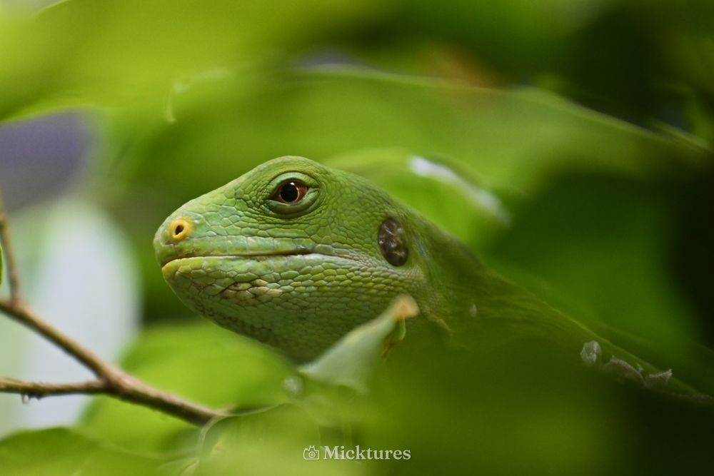 Dierentuin Amersfoort, photo 29