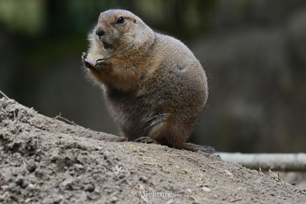 Dierentuin Amersfoort, photo 30