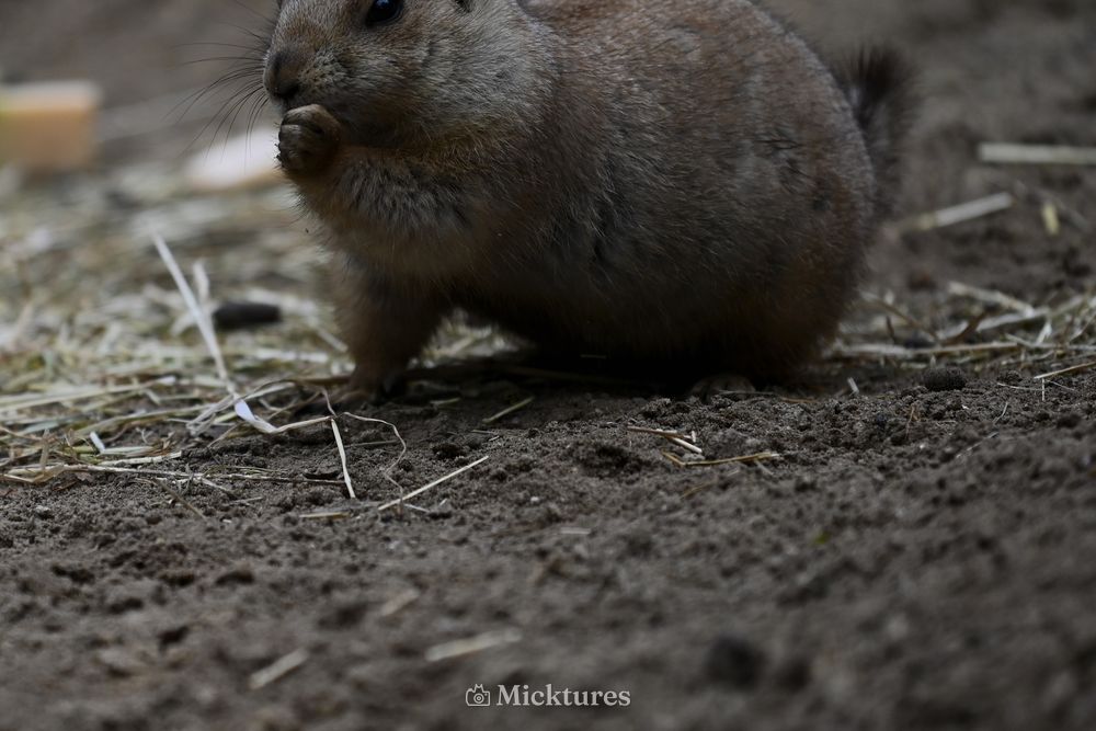 Dierentuin Amersfoort, photo 31