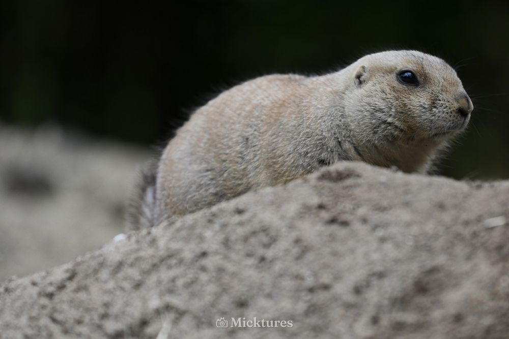 Dierentuin Amersfoort, photo 32