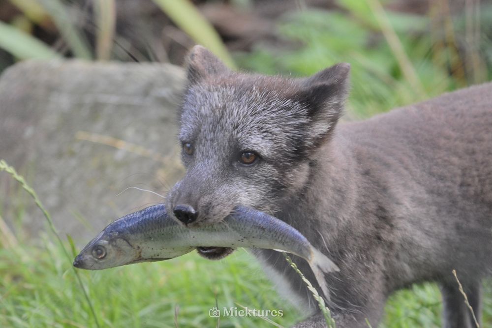 Dierentuin blijdrop, photo 1