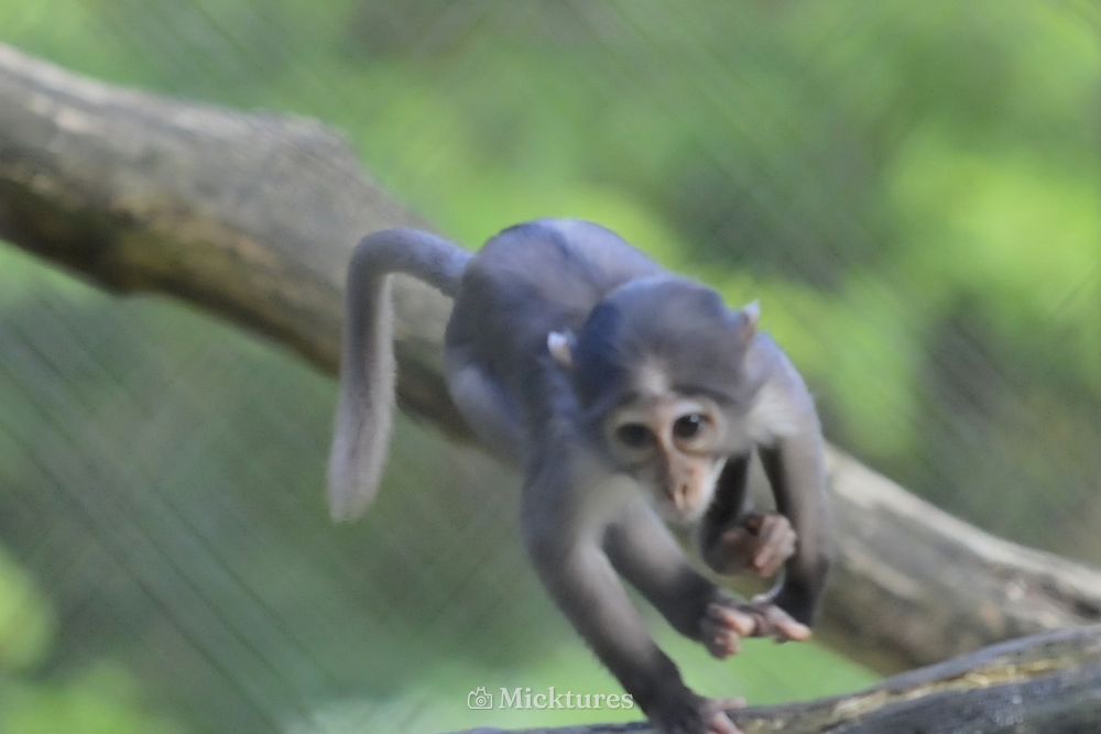 Dierentuin blijdrop, photo 3