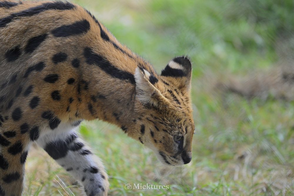 Dierentuin blijdrop, photo 4