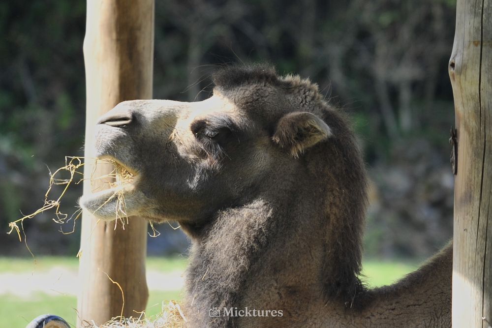 Dierentuin blijdrop, photo 6