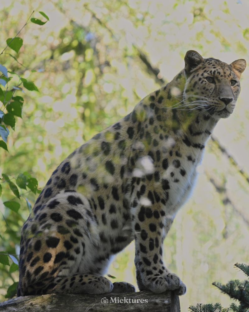 Dierentuin blijdrop, photo 7
