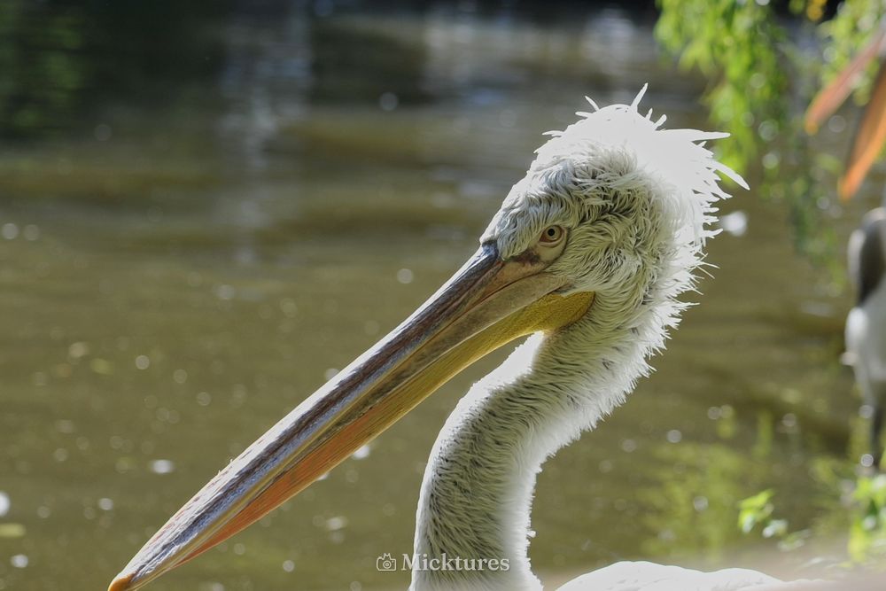 Dierentuin blijdrop, photo 8