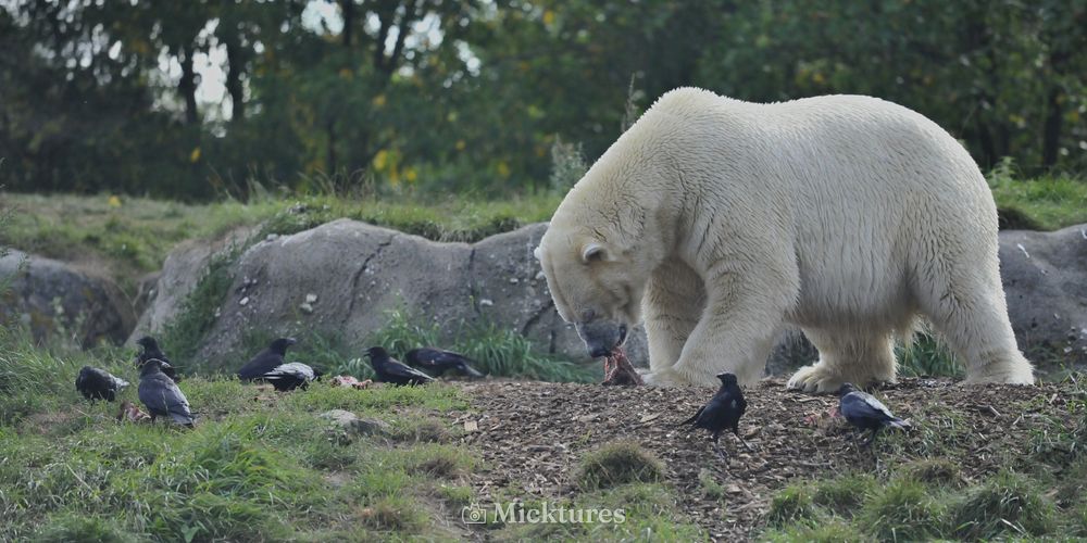 Dierentuin blijdrop, photo 9