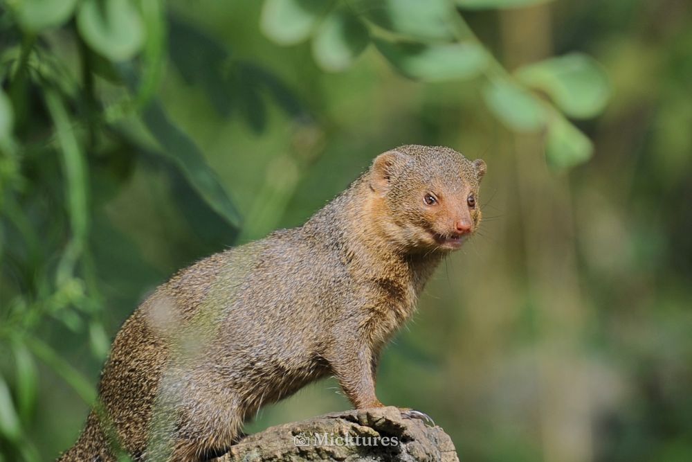 Dierentuin blijdrop, photo 10