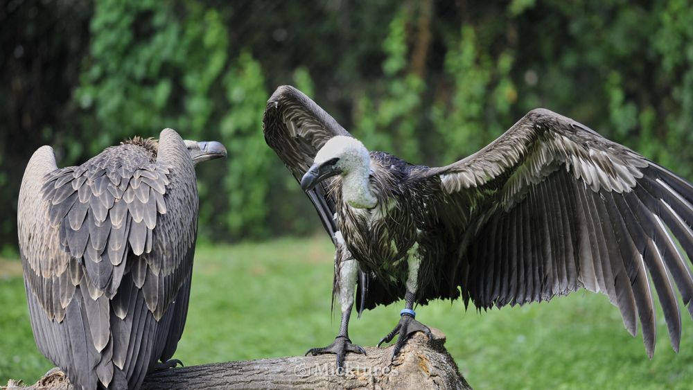 Dierentuin blijdrop, photo 11