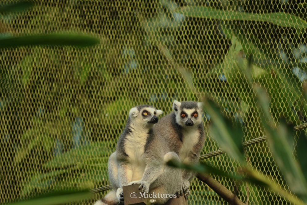Dierentuin Emmen, photo 2