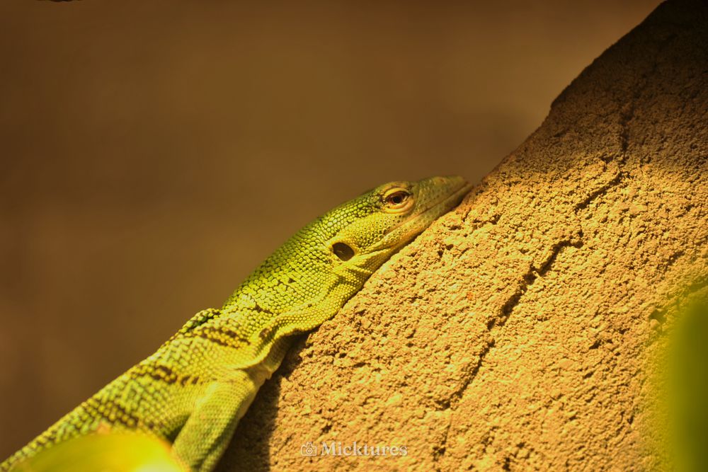 Dierentuin Emmen, photo 3