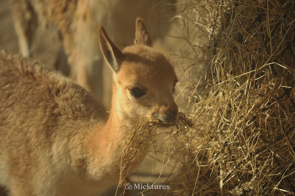 Dierentuin Emmen, photo 4