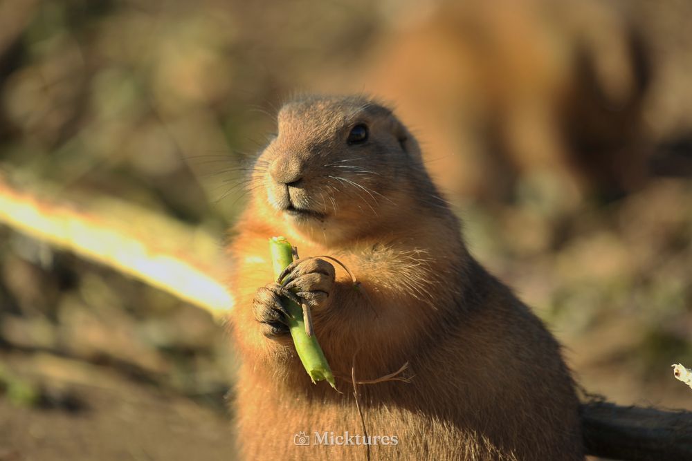 Dierentuin Emmen, photo 6
