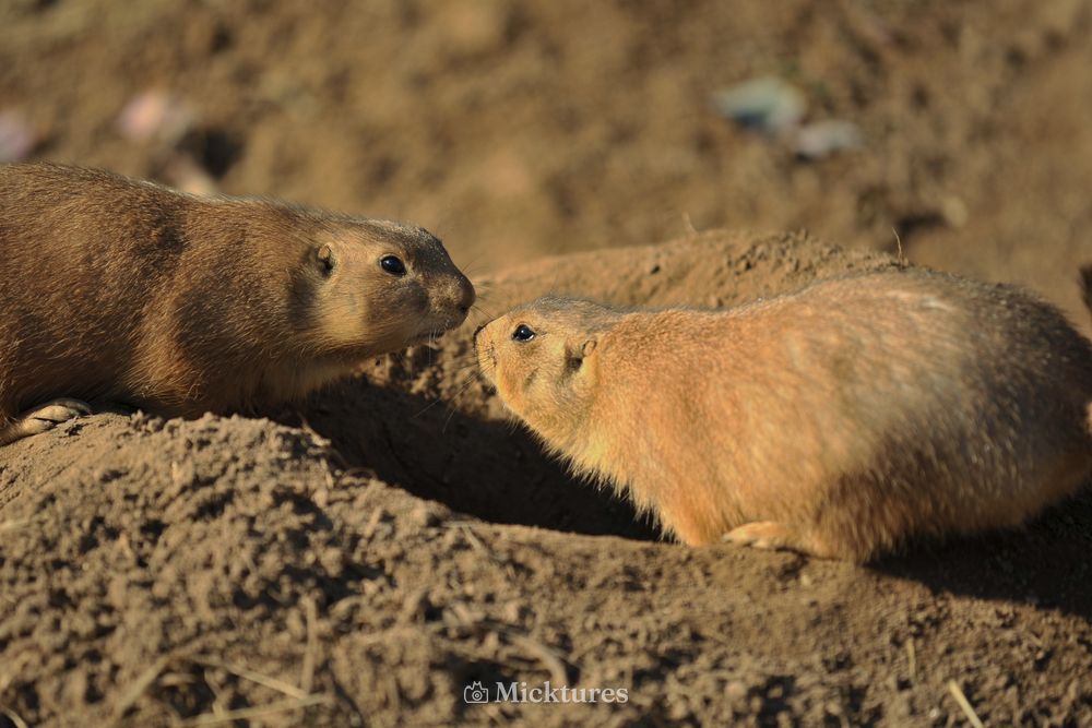 Dierentuin Emmen, photo 7