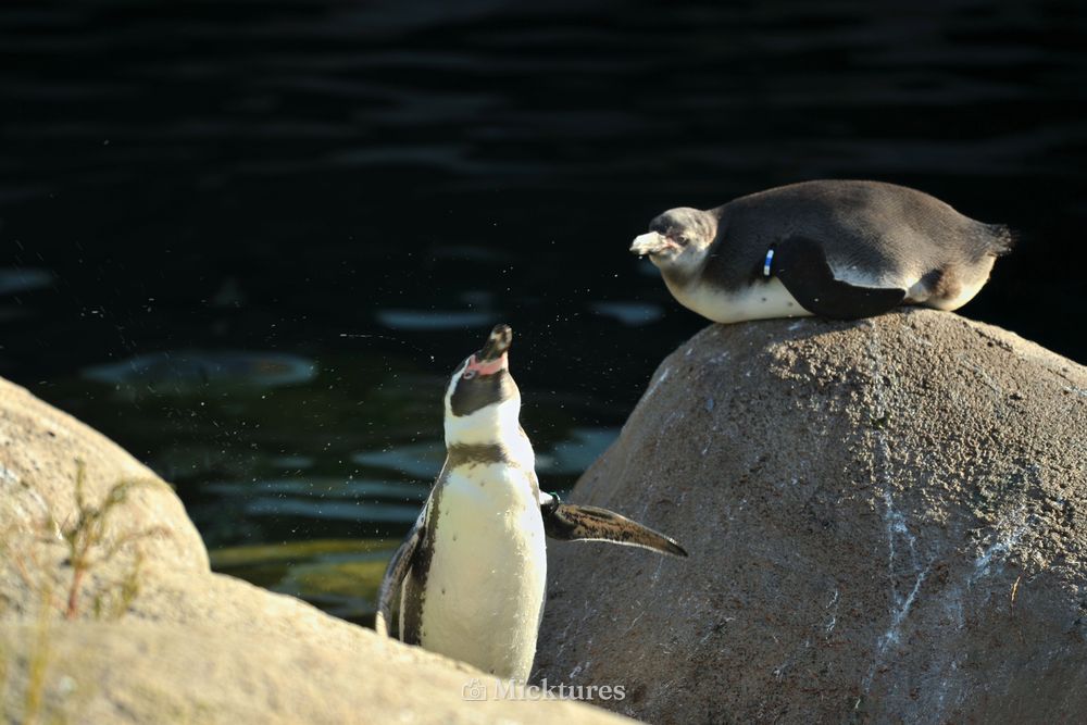 Dierentuin Emmen, photo 8
