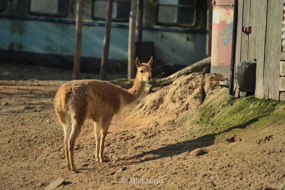 Dierentuin Emmen, photo 11