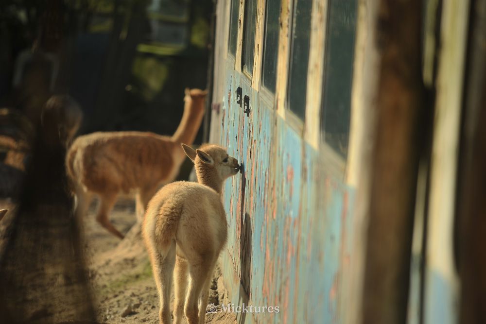 Dierentuin Emmen, photo 12